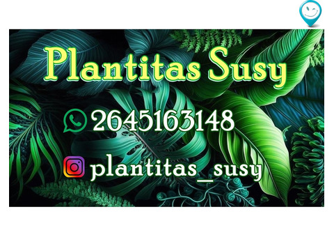 Plantitas Sussy