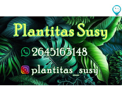 Plantitas Sussy