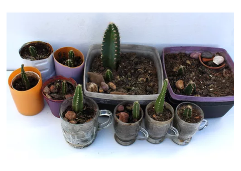 6 Cactus Maceta Reciclada Euphor Trigona